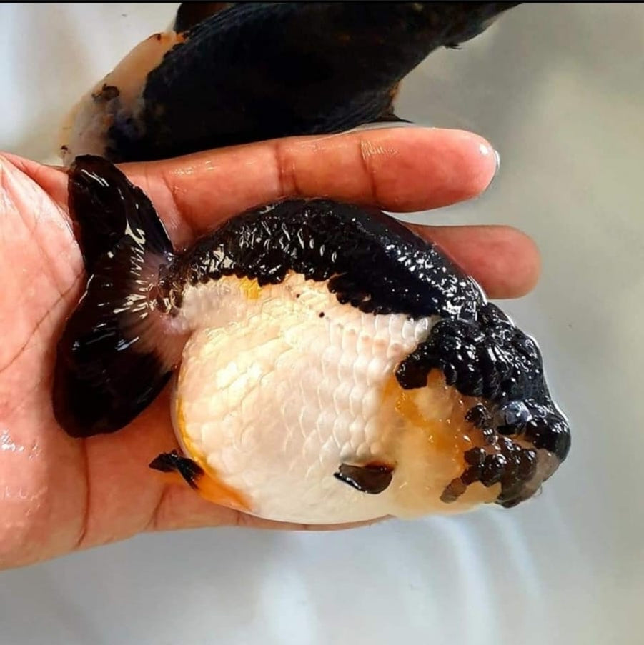 Our Choice Hybrid Ranchu Big Structure — Coast Gem USA