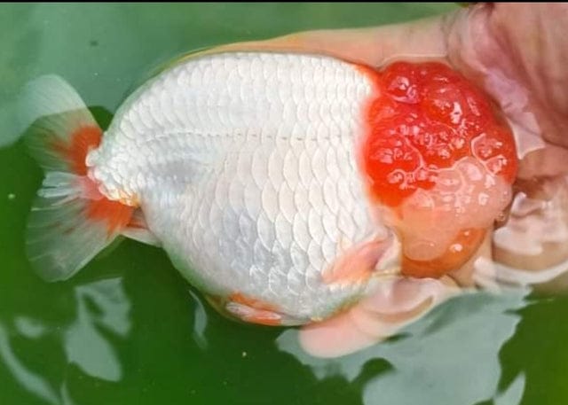 (CGF-091) Our Choice Thai Hybrid Ranchu Big Structure/Giant TVR White or RED and WHITE Red Head Grow up to Over 6'' BODY