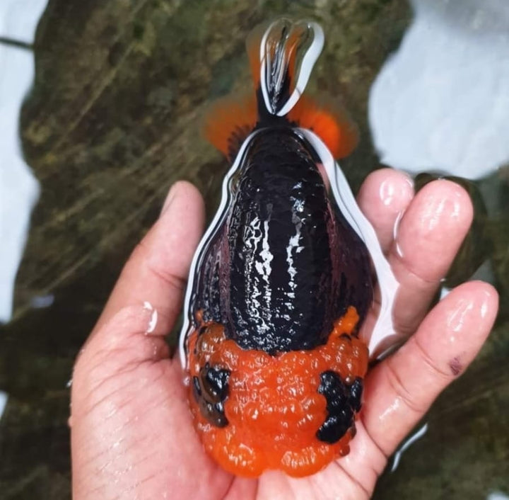 (CGF-092) Our Choice Thai Hybrid Ranchu Big Structure/Giant TVR APACHE Red Black Head Grow up to Over 6'' BODY
