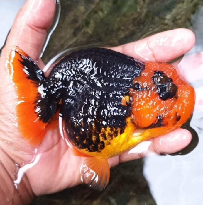 Live Fancy Goldfish Premium Select  Our Choice Thai Hybrid Ranchu Big Structure/Giant TVR APACHE Red Black Head Grow up to Over 6'' BODY (CGF-092)