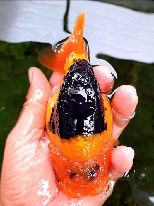 Live Fancy Goldfish Premium Select  Our Choice Thai Hybrid Ranchu Big Structure/Giant TVR APACHE Red Black Head Grow up to Over 6'' BODY (CGF-092)
