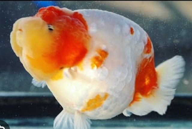 Live Fancy Goldfish Premium Select  Our Choice Thai Hybrid Ranchu Big Structure/Giant TVR SAKURA Grow up to Over 6'' BODY(CGF-094)