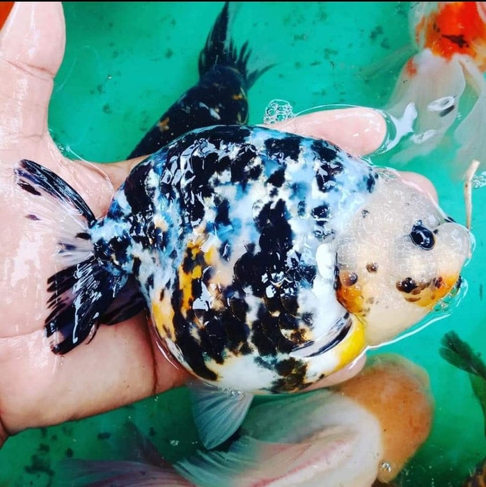 Live Fancy Goldfish Premium Select Our Choice Big Head Thai Lionchu Calico Grow up to Over 5'' BODY(CGF-080)