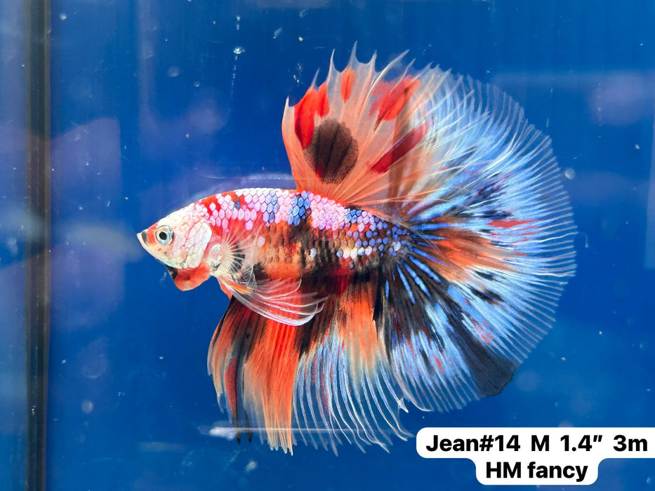 (JEAN-014) Blue Fancy Marble Nemo Halfmoon Male Betta