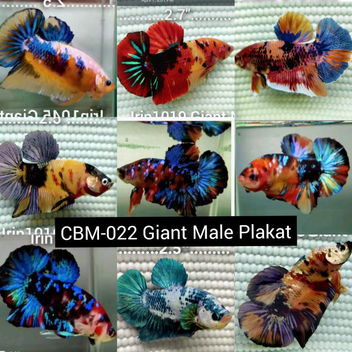 Live Freshwater Aquarium Betta Premium Giant Mix Color Plakat Male Betta(CBM-022)