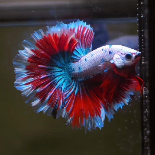 Fancy Marble Red Butterfly Rosetail double Band Dragon Marble Male betta