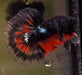 Black Galaxy Halfmoon Male Betta Rosetail 