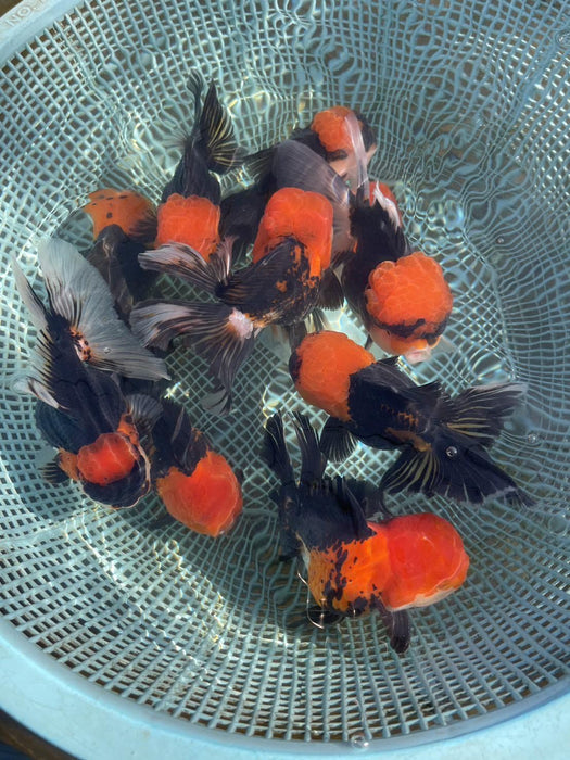 Live Fancy Goldfish Premium Select Our Choice Short Body SMALL BREED Special Color Red Cap Black Body Thai Oranda GROW UP TO 2.5-3.5'' BODY(CGF-030)