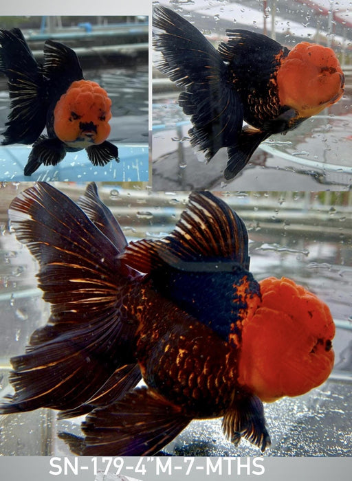 Live Fancy Goldfish Premium Select Our Choice Short Body SMALL BREED Special Color Red Cap Black Body Thai Oranda GROW UP TO 2.5-3.5'' BODY(CGF-030)