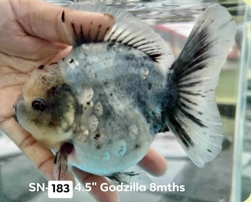 Live Freshwater Goldfish Blue Calico Round Body Oranda Premium Quality Short Tail *NEW BREED*  GROW UP TO 3.5'' BODY (CGF-030) Juvenile Our Choice
