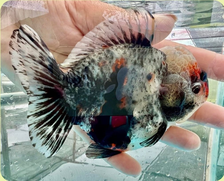 Live Goldfish for Sale Oranda Calico Premium Blue Base Round Body Medium Breed Short Tail *NEW BREED*  GROW UP TO 3.5''-4.5'' BODY (CGF-049) Juvenile Our Choice