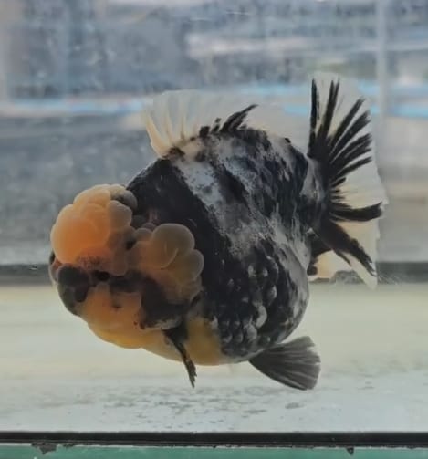 Live Goldfish for Sale Oranda Calico Premium Blue Base Round Body Medium Breed Short Tail *NEW BREED*  GROW UP TO 3.5''-4.5'' BODY (CGF-049) Juvenile Our Choice