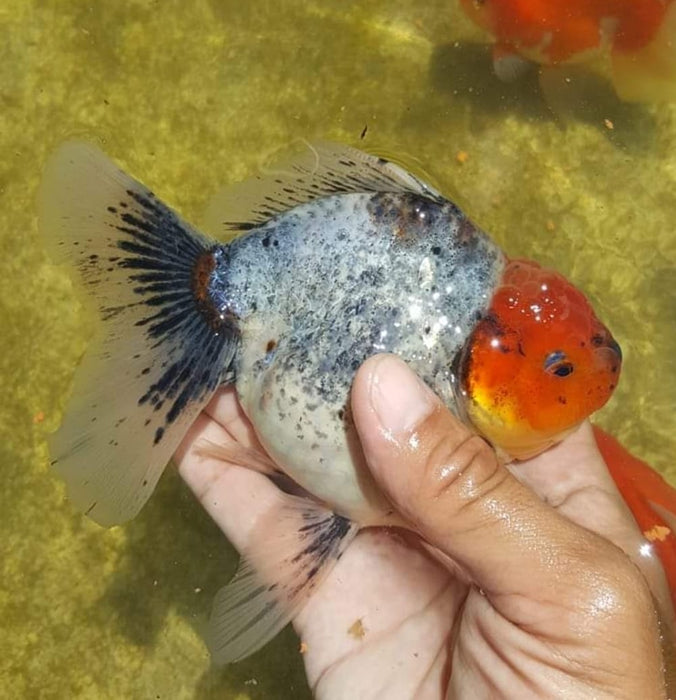 Live Freshwater Goldfish Blue Calico Round Body Oranda Premium Quality Short Tail *NEW BREED*  GROW UP TO 3.5'' BODY (CGF-030) Juvenile Our Choice