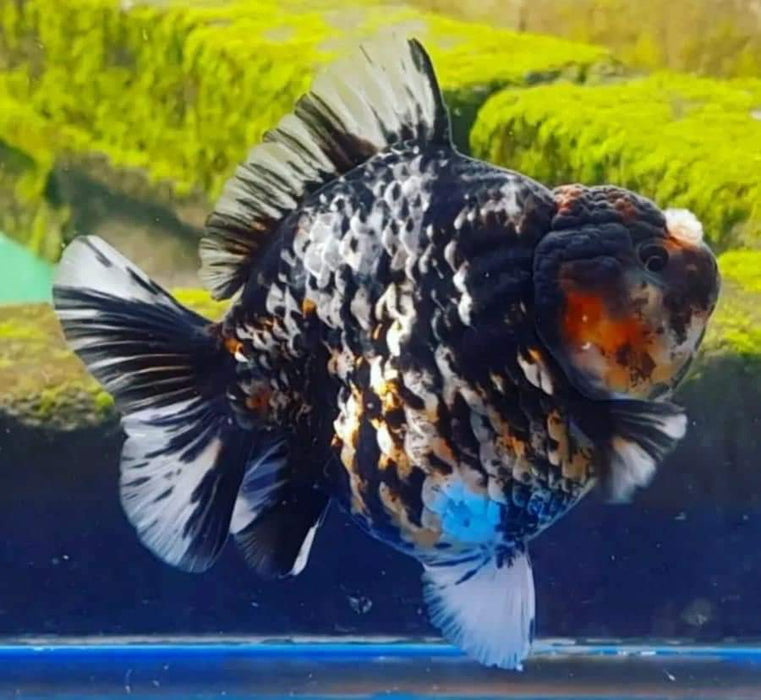 Live Fancy Goldfish for Sale Oranda Calico Premium Quality Tiger Red, Blue, White, Black Medium Breed Round Body Short Tail *NEW BREED*  GROW UP TO 3.5''-4.5'' BODY (CGF-040)Juvenile Our Choice