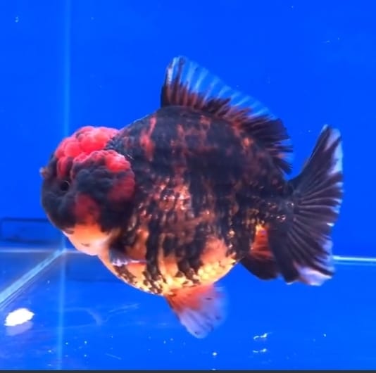 Live Fancy Goldfish for Sale Oranda Calico Premium Quality Tiger Red, Blue, White, Black Medium Breed Round Body Short Tail *NEW BREED*  GROW UP TO 3.5''-4.5'' BODY (CGF-040)Juvenile Our Choice