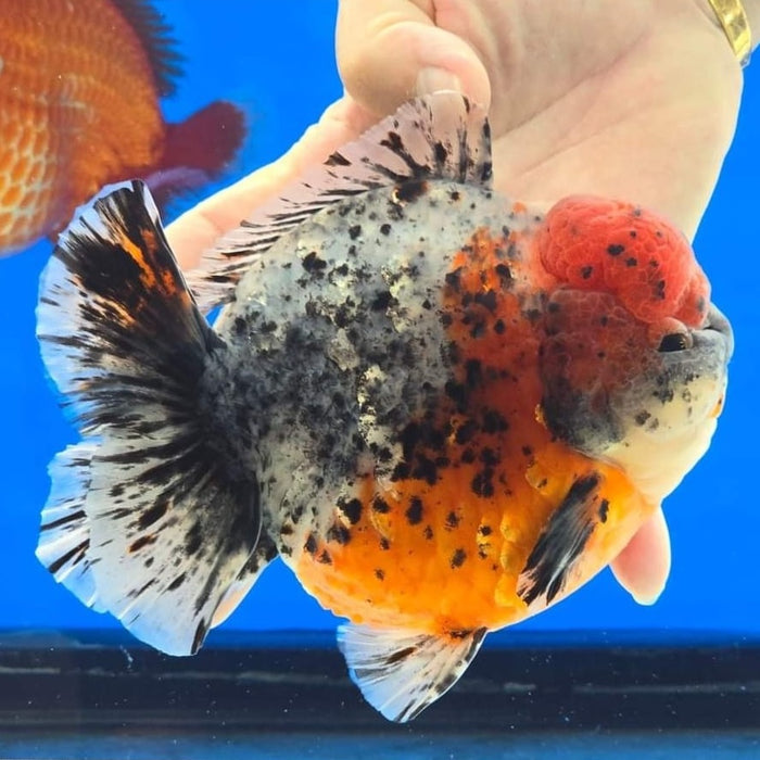Live Freshwater Goldfish Oranda Blue Base Calico High-End Round Body Giant Breed Short Tail *NEW BREED*  GROW UP TO 5-6'' BODY (CGF-100)Juvenile Our Choice