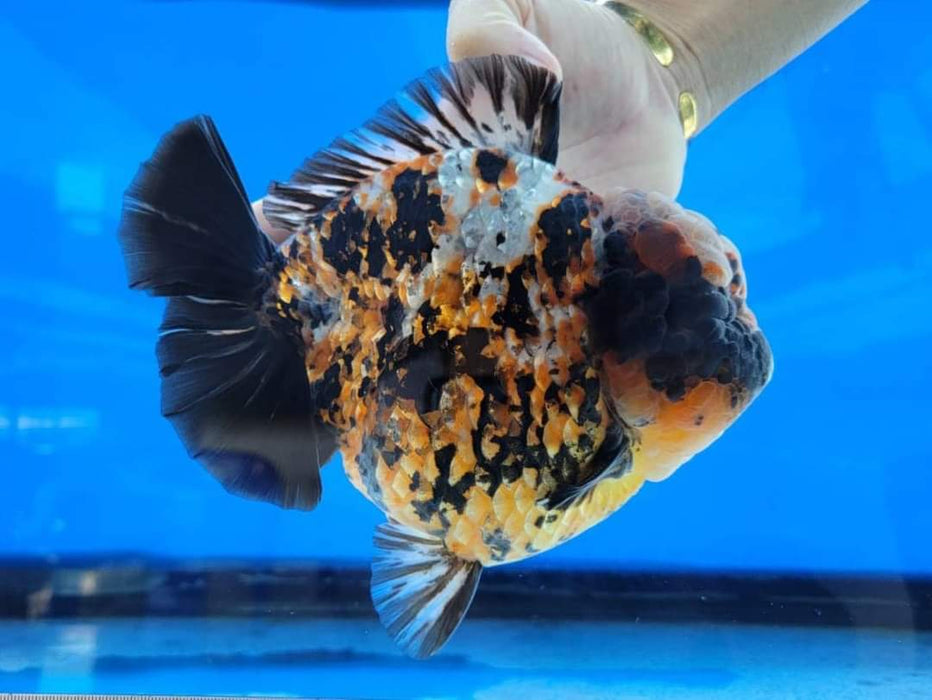 Live Fancy Goldfish Oranda Tiger Calico High-End Round Body Giant Breed Short Tail *NEW BREED*  GROW UP TO 5-6'' BODY (CGF-099)Juvenile Our Choice