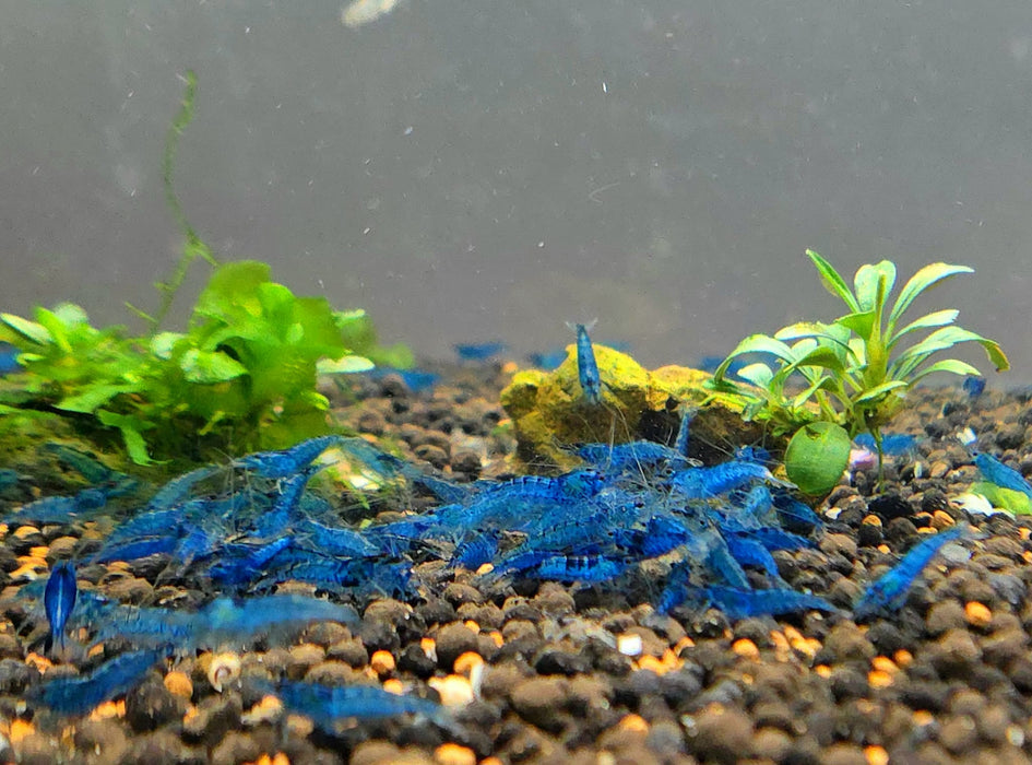 Live Freshwater Aquarium Premium Blue Dream Shrimp l For Sale in