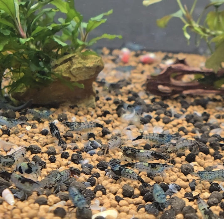 Live Freshwater Aquarium Fancy Shrimp Black Rili High Quality 5/$25, 10/$45, 20/$85 (Neocaridina sp.)(FS-006)