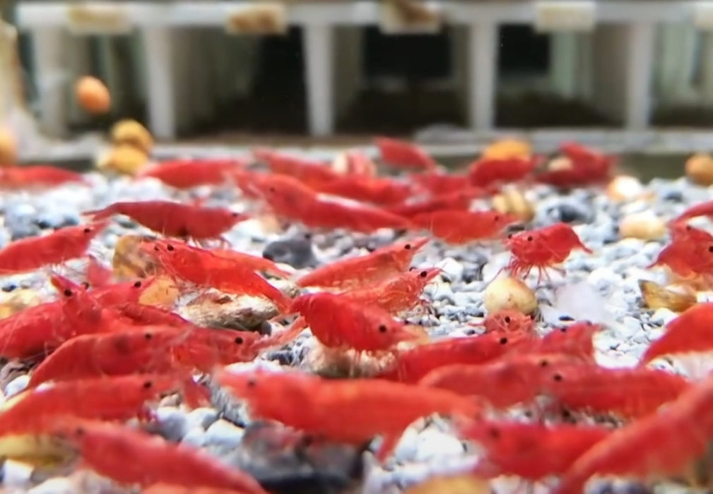 Live Freshwater Aquarium Premium Cherry Red Shrimp 5/$20, 10/$35, 20/$65 (Neocaridina sp.)(FS-015)