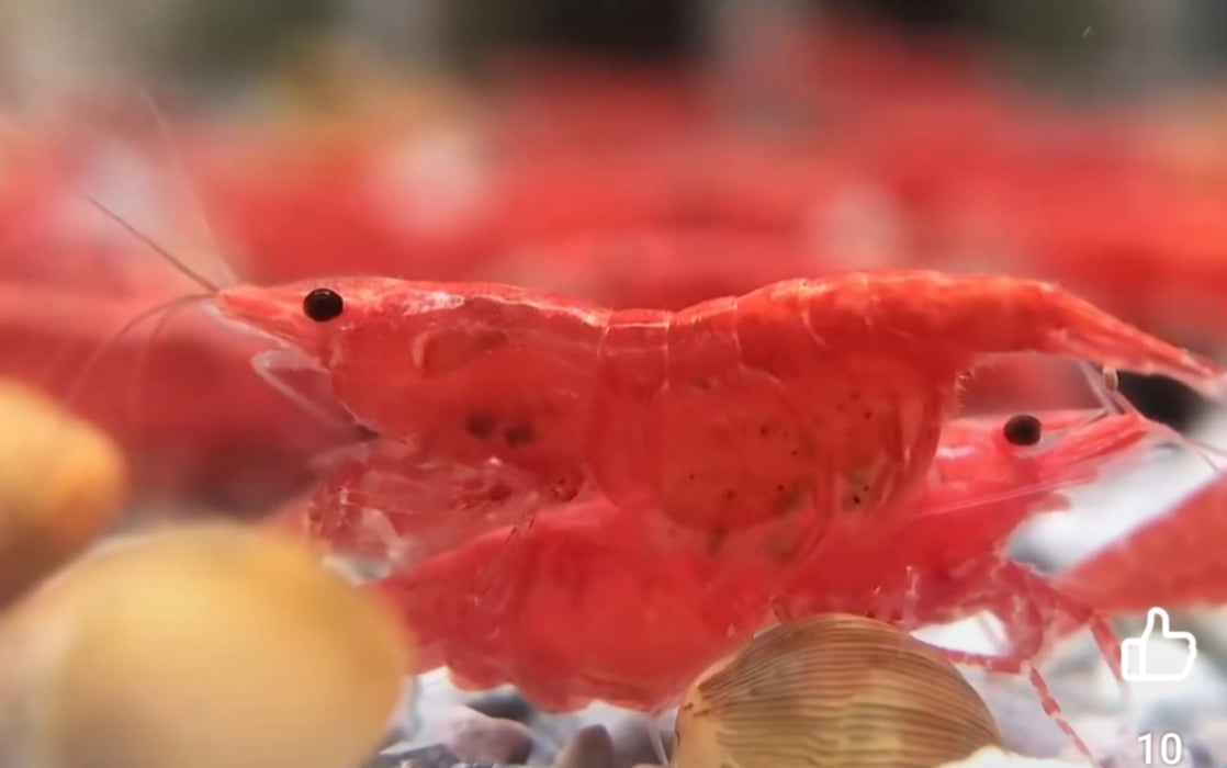 Live Freshwater Aquarium Premium Cherry Red Shrimp 5/$20, 10/$35, 20/$65 (Neocaridina sp.)(FS-015)R9B3