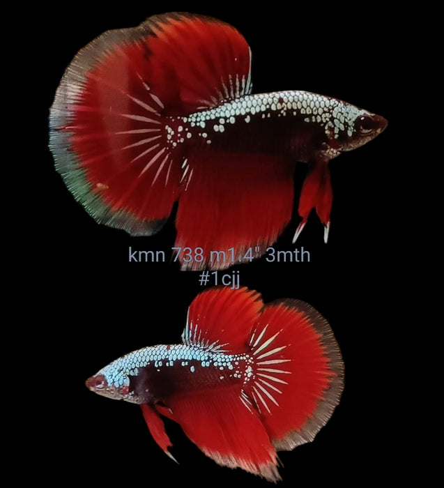 S104 Live Betta Fish Male High Quality Over Halfmoon BLACK RED SAMURAI (KMN-738) What you see is what you get!