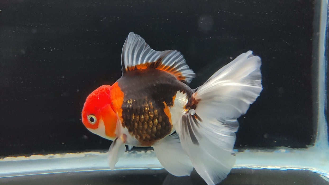 Live Fancy Goldfish Thai Oranda Tri-Color Peacock Tail GIANT BREED 3" Body Male (CR-002)R1B07