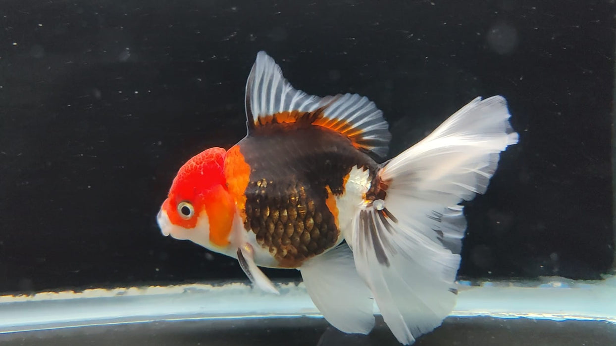 Live Fancy Goldfish Thai Oranda Tri-Color Peacock Tail GIANT BREED 3" Body Male (CR-002)R1B07