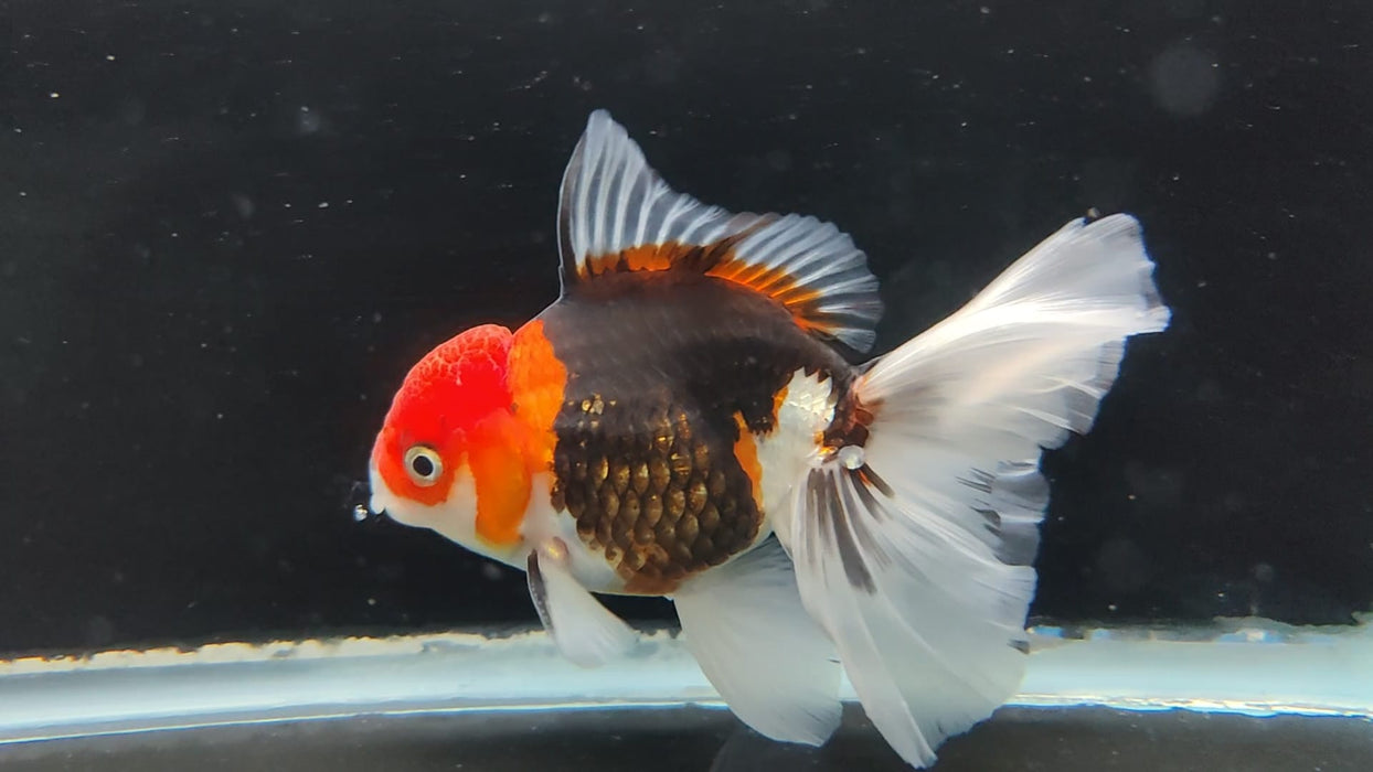 Live Fancy Goldfish Thai Oranda Tri-Color Peacock Tail GIANT BREED 3" Body Male (CR-002)R1B07