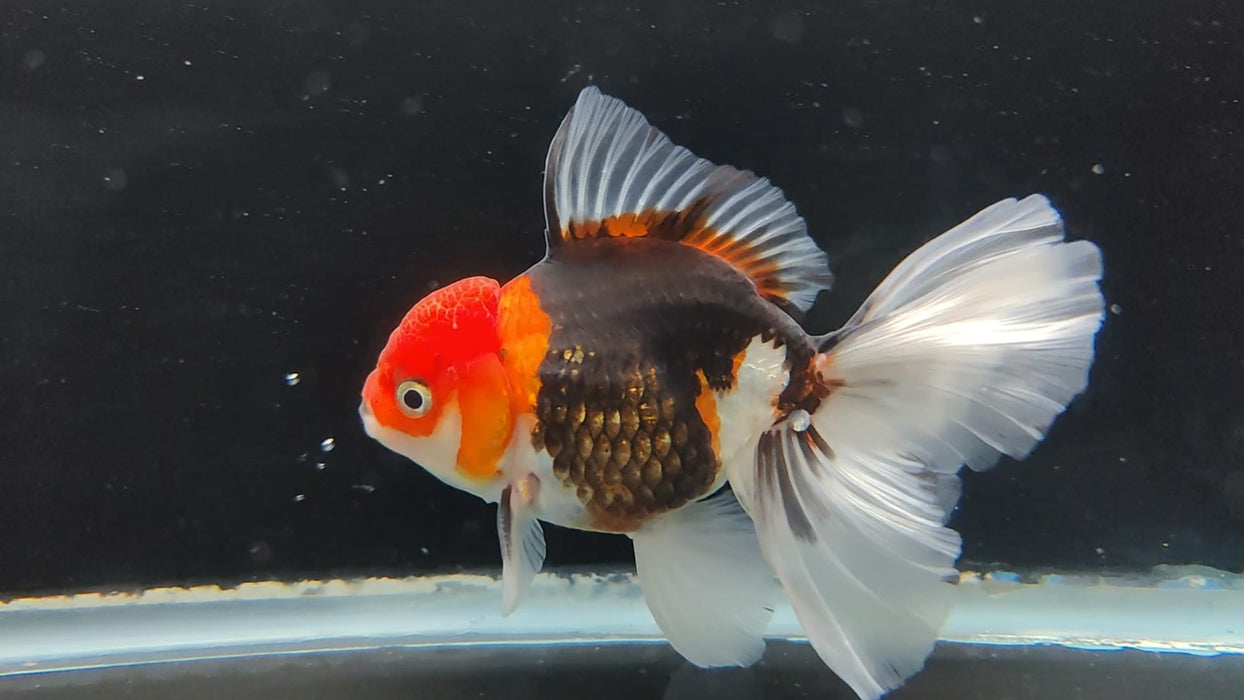 Live Fancy Goldfish Thai Oranda Tri-Color Peacock Tail GIANT BREED 3" Body Male (CR-002)R1B07