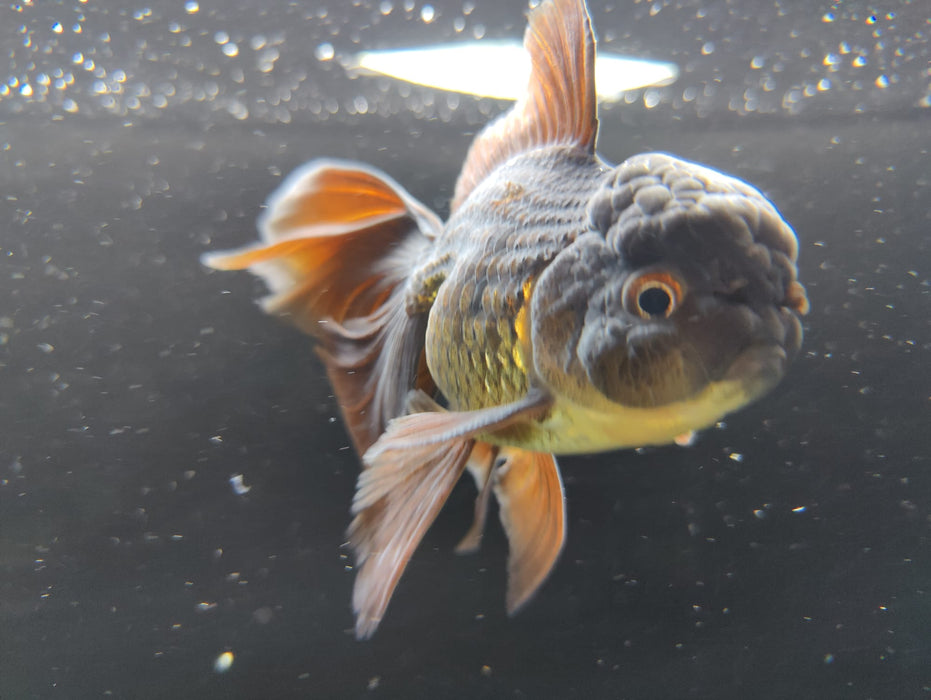 Live Fancy Goldfish Thai Oranda Full Black Peacock Tail GIANT BREED 3" Body Male (CR-003)R1B07