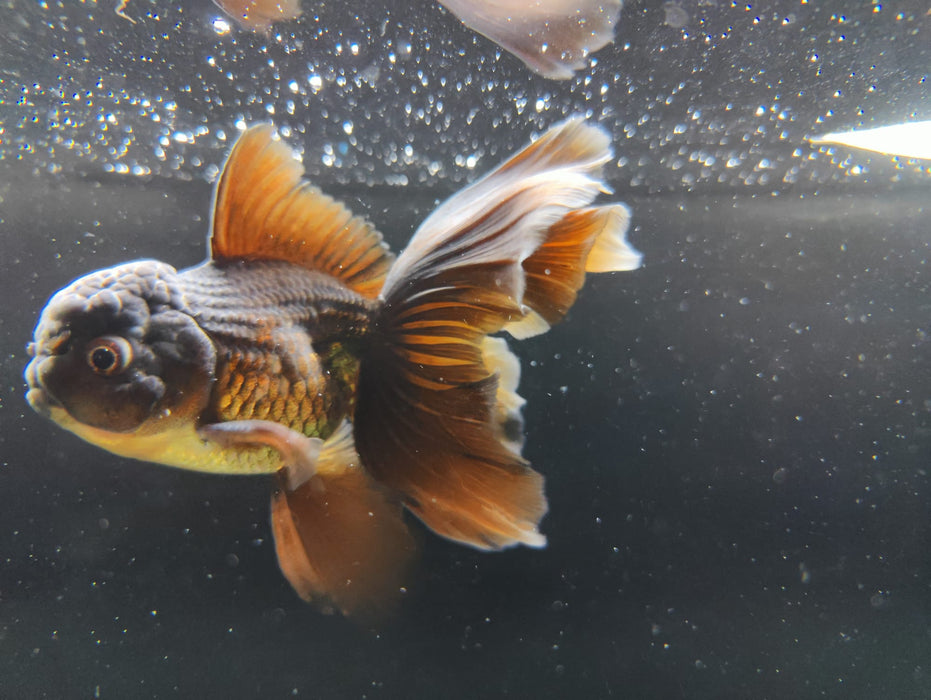 Live Fancy Goldfish Thai Oranda Full Black Peacock Tail GIANT BREED 3" Body Male (CR-003)R1B07