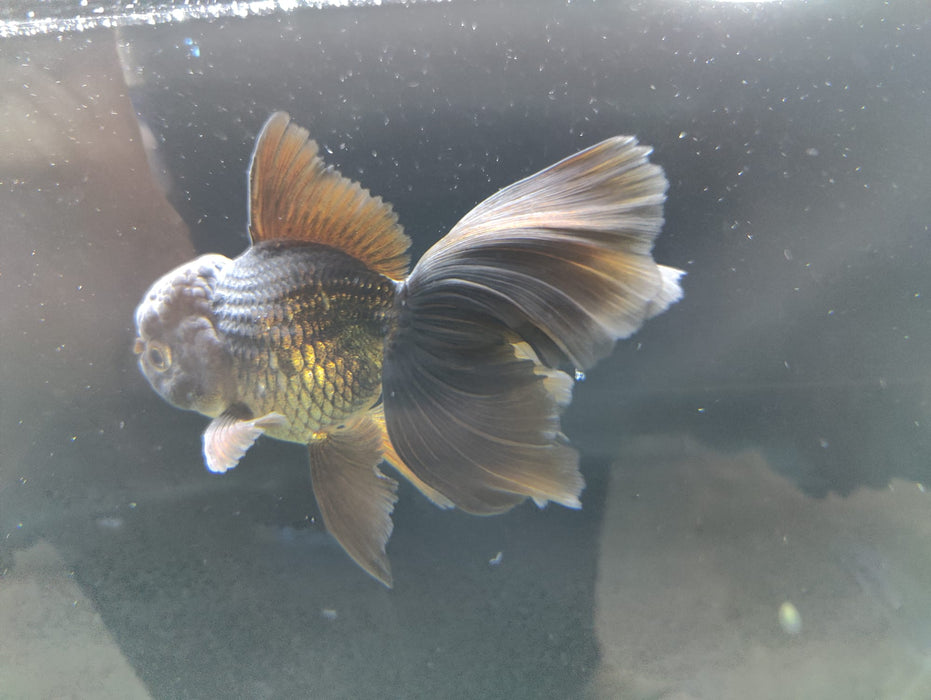 Live Fancy Goldfish Thai Oranda Full Black Peacock Tail GIANT BREED 3" Body Male (CR-003)R1B07