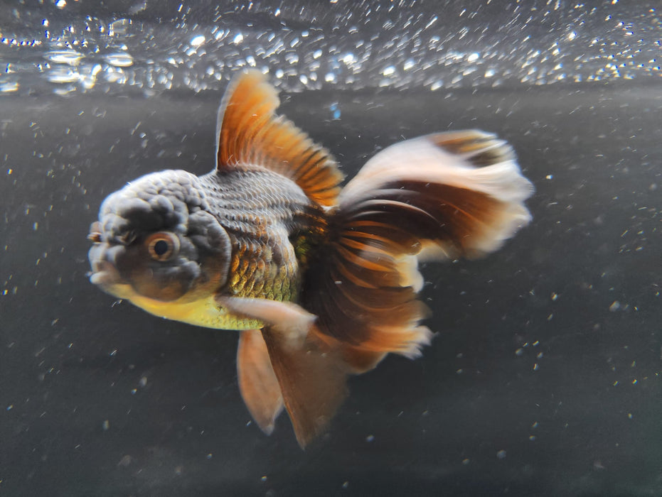 Live Fancy Goldfish Thai Oranda Full Black Peacock Tail GIANT BREED 3" Body Male (CR-003)R1B07