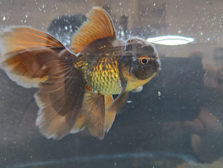 Live Fancy Goldfish Thai Oranda Full Black Peacock Tail GIANT BREED 3" Body Male (CR-003)R1B07