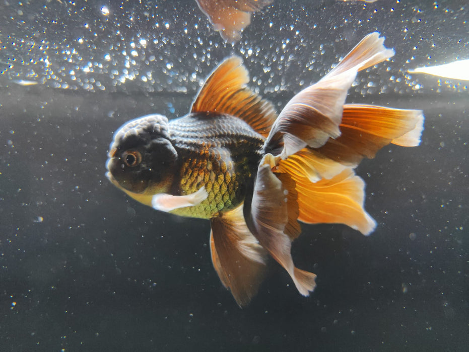 Live Fancy Goldfish Thai Oranda Full Black Peacock Tail GIANT BREED 3" Body Male (CR-003)R1B07