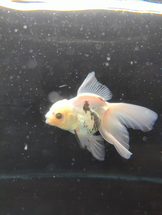 Live Fancy Goldfish Thai Oranda Panda Orchid Tail Medium Breed 3" Body Female (CR-004)R1B07