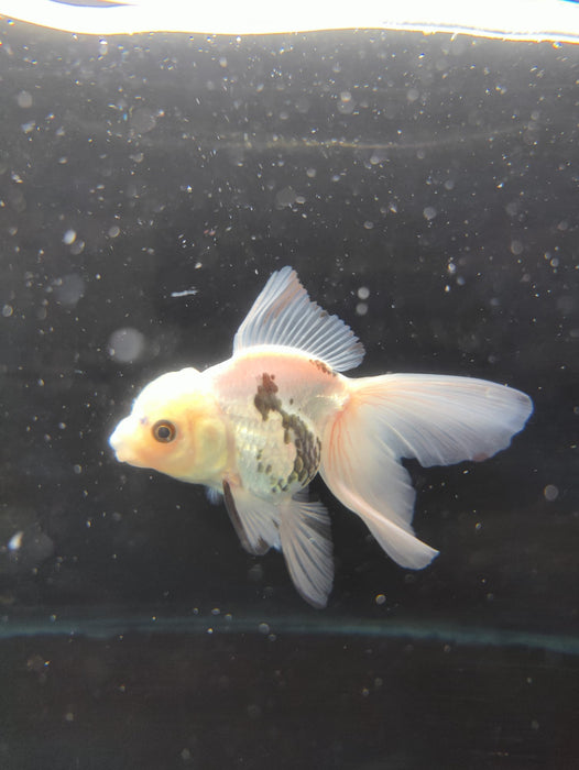 Live Fancy Goldfish Thai Oranda Panda Orchid Tail Medium Breed 3" Body Female (CR-004)R1B07