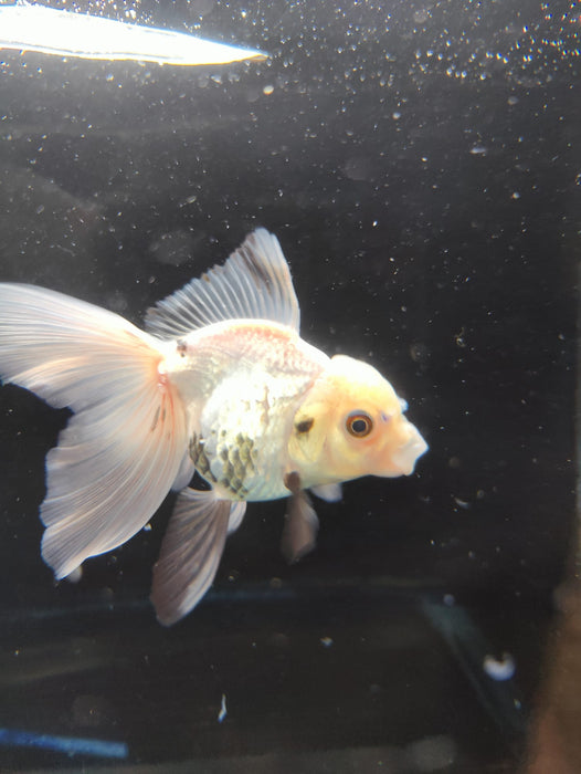 Live Fancy Goldfish Thai Oranda Panda Orchid Tail Medium Breed 3" Body Female (CR-004)R1B07