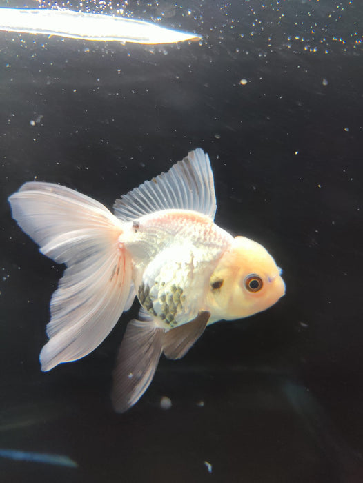 Live Fancy Goldfish Thai Oranda Panda Orchid Tail Medium Breed 3" Body Female (CR-004)R1B07