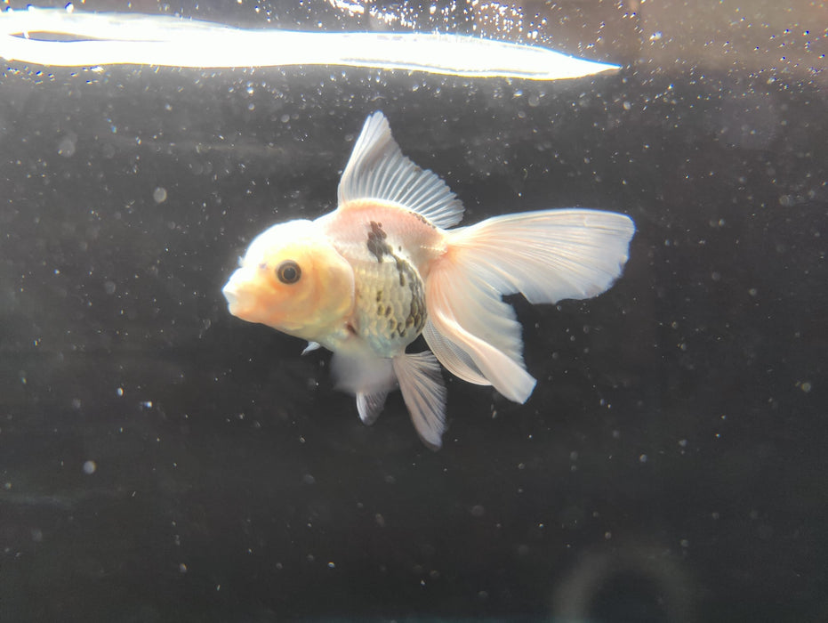 Live Fancy Goldfish Thai Oranda Panda Orchid Tail Medium Breed 3" Body Female (CR-004)R1B07