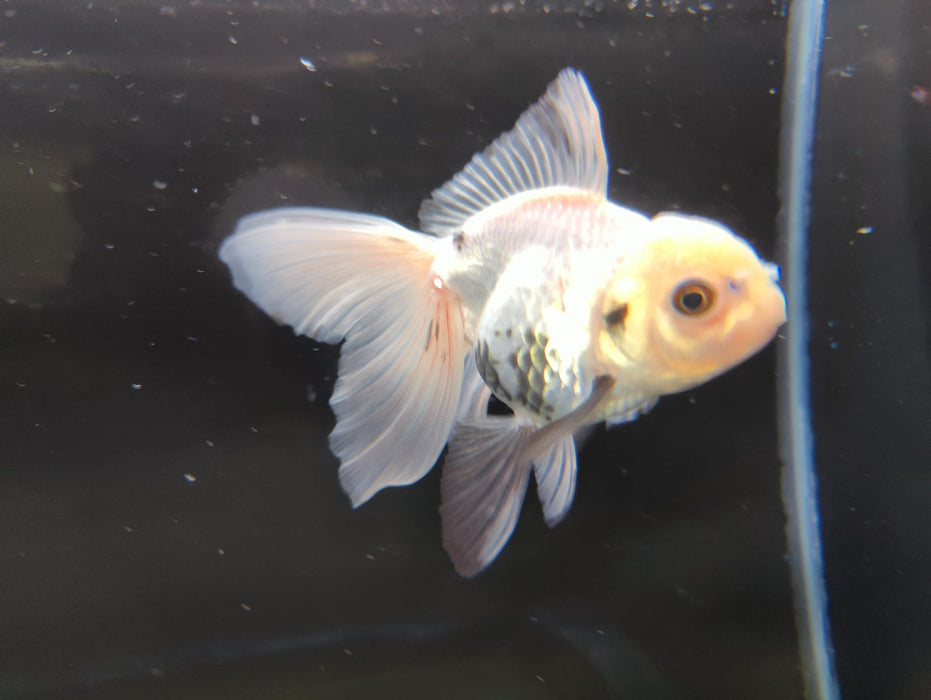 Live Fancy Goldfish Thai Oranda Panda Orchid Tail Medium Breed 3" Body Female (CR-004)R1B07