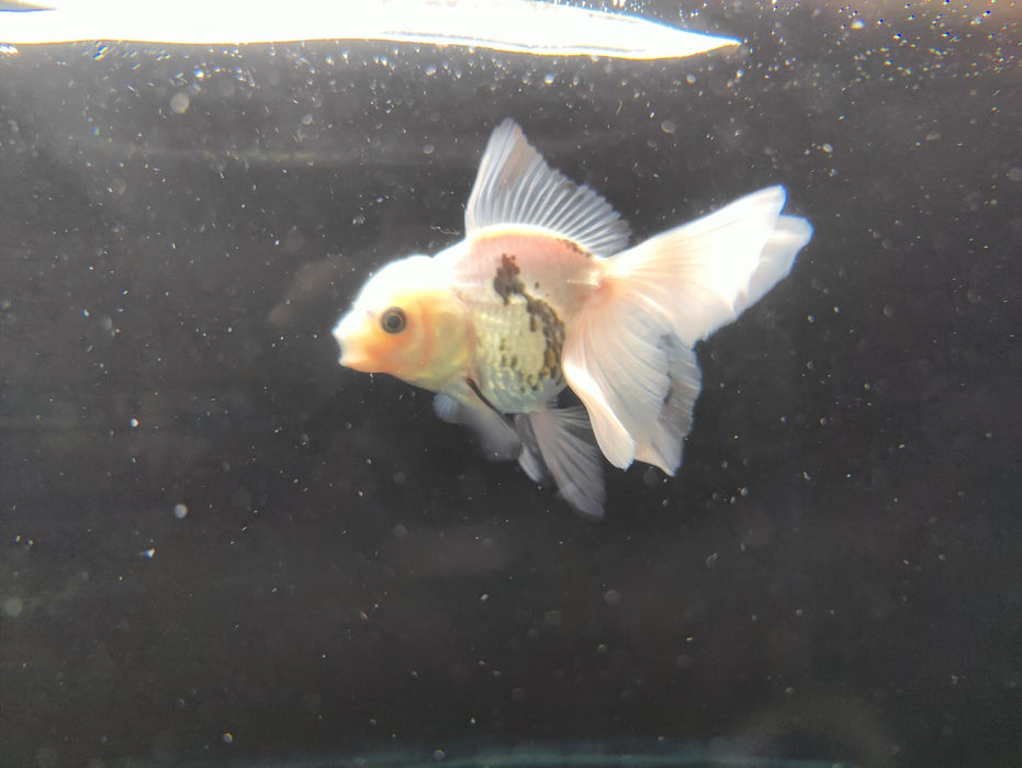 Live Fancy Goldfish Thai Oranda Panda Orchid Tail Medium Breed 3" Body Female (CR-004)R1B07