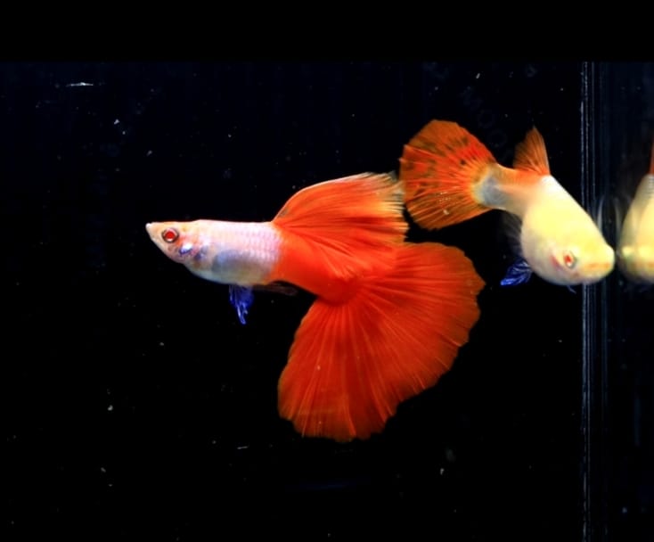 (CGP-126) Albino Lazuri Red Tail Guppy R10B15