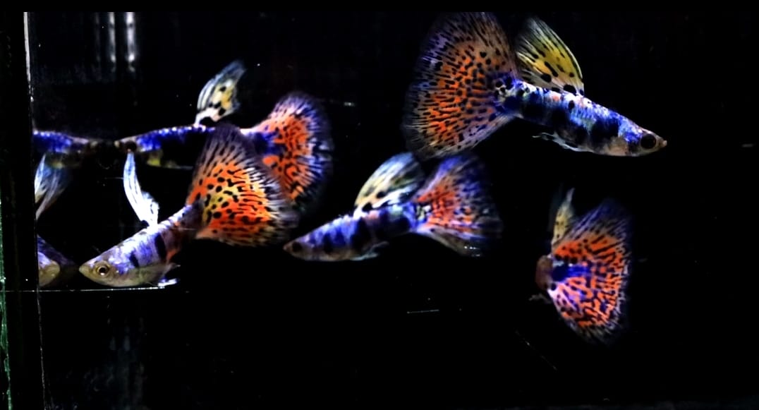 Live Fancy Guppy Fish Premium Quality Rare Lazuri Rainbow Tiger Red Mosaic (CGP-112)