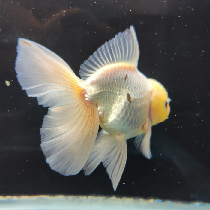 Live Fancy Goldfish Thai Oranda Full White Orchid Tail 3" Body Male GIANT BREED (CR-001)R1B07