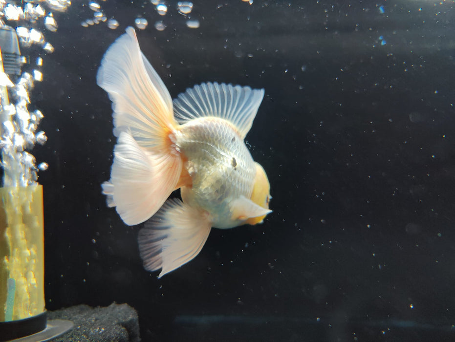 Live Fancy Goldfish Thai Oranda Full White Orchid Tail 3" Body Male GIANT BREED (CR-001)R1B07