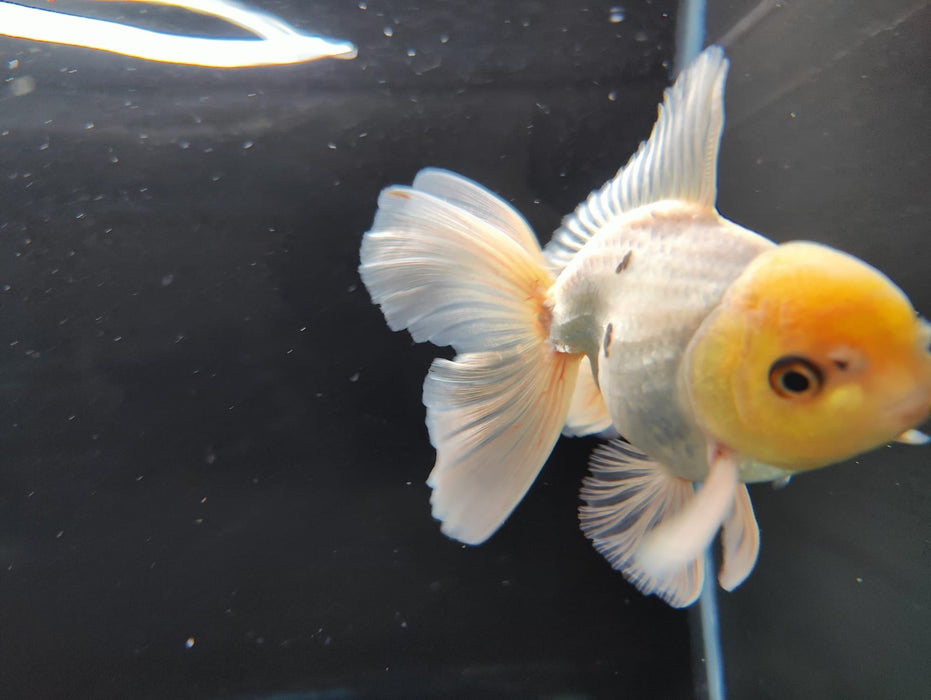 Live Fancy Goldfish Thai Oranda Full White Orchid Tail 3" Body Male GIANT BREED (CR-001)R1B07