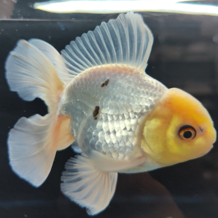 Live Fancy Goldfish Thai Oranda Full White Orchid Tail 3" Body Male GIANT BREED (CR-001)R1B07