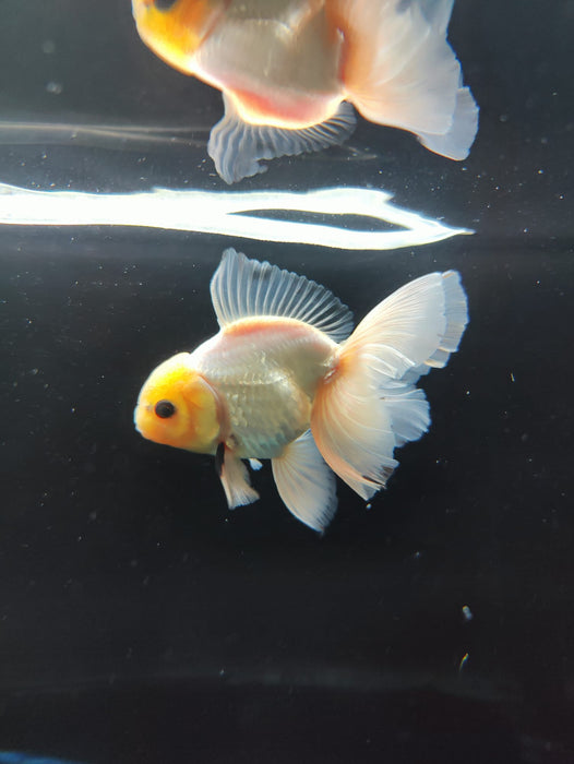 Live Fancy Goldfish Thai Oranda Full White Orchid Tail 3" Body Male GIANT BREED (CR-001)R1B07